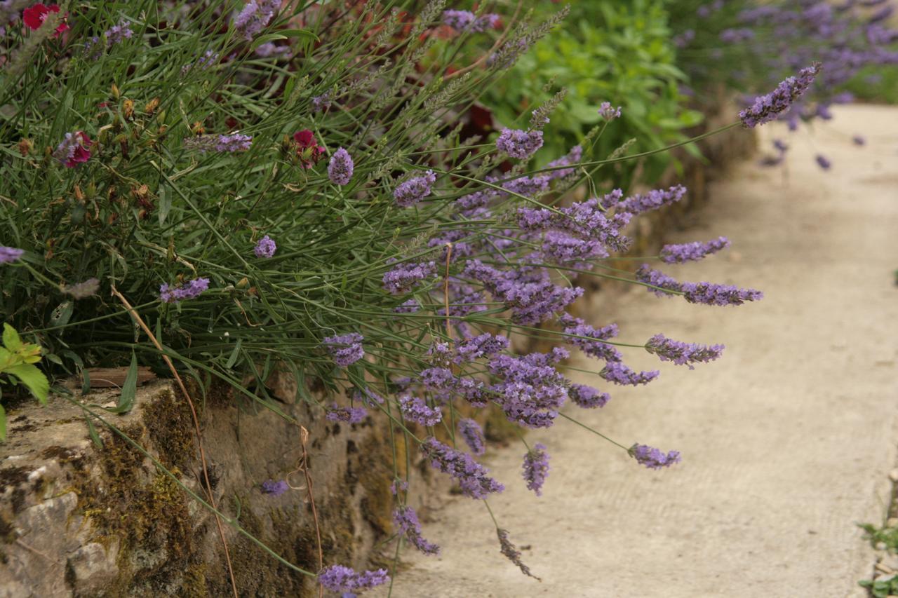 Domaine Des Douves Bed & Breakfast Ancy-le-Franc Luaran gambar